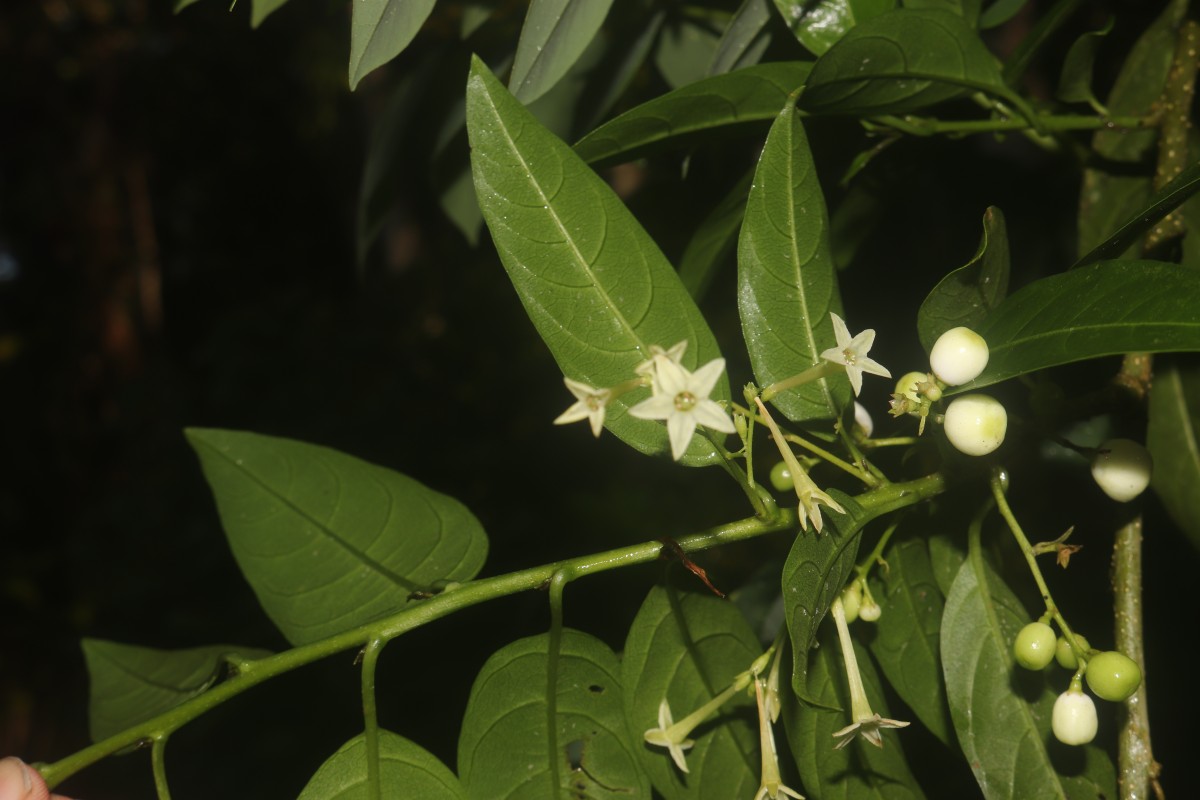 Cestrum nocturnum L.